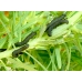 Spurge Hawk H euphorbiae pupae